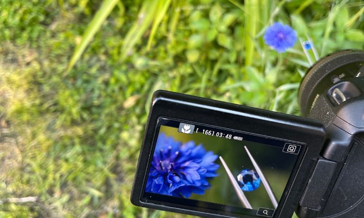 A cornflower flower in our own garden