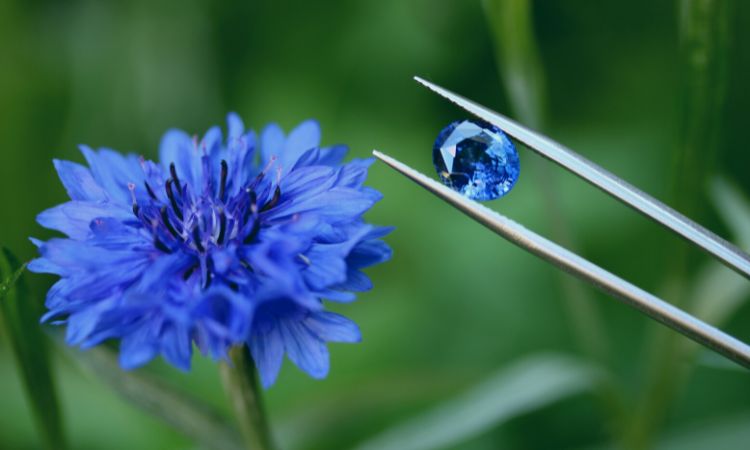 Cornflower Blue Sapphire with a Cornflower Flower