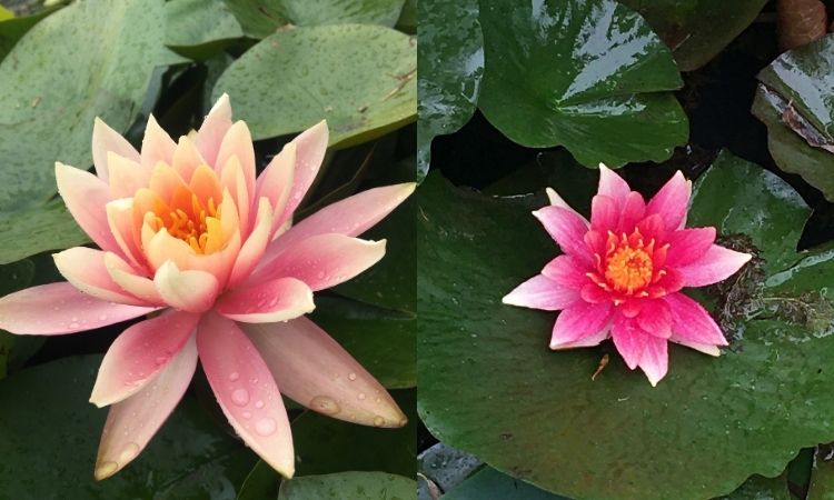 Lotus flowers in the Blue Lotus Water Gardens, Australia
